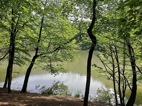 Fagus orientalis  Fagus orientalis,Geotagged,Spring,Turkey