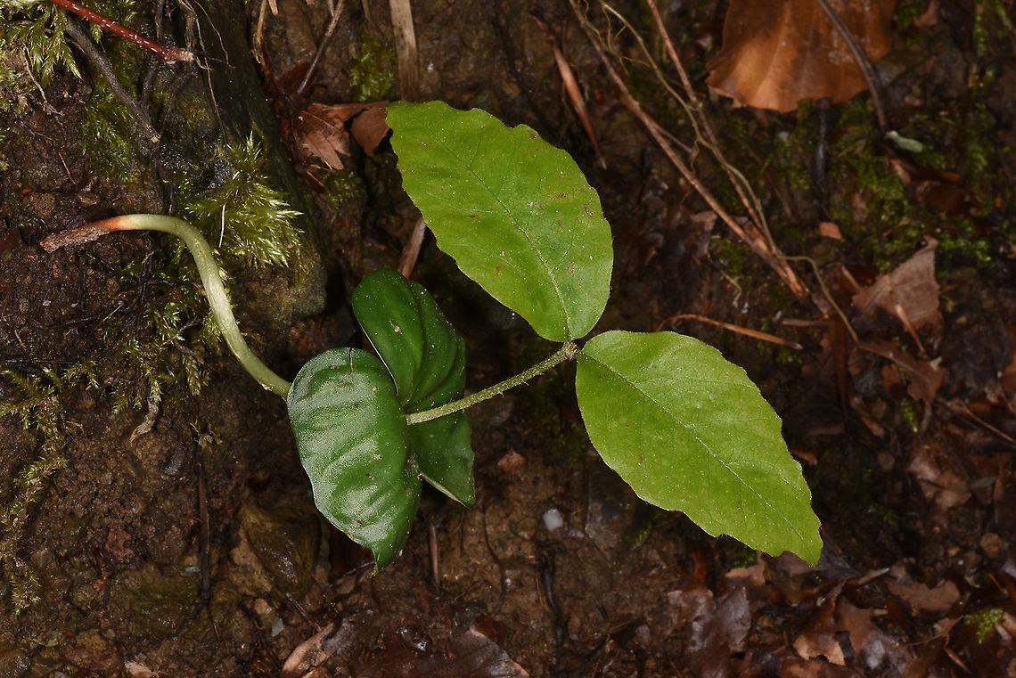 Fagus orientalis NW Turkey, Yedigoller Fagus orientalis,Geotagged,Spring,Turkey