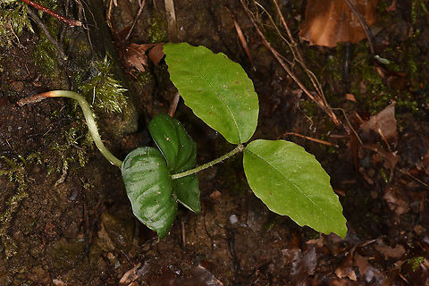 Fagus orientalis NW Turkey, Yedigoller Fagus orientalis,Geotagged,Spring,Turkey
