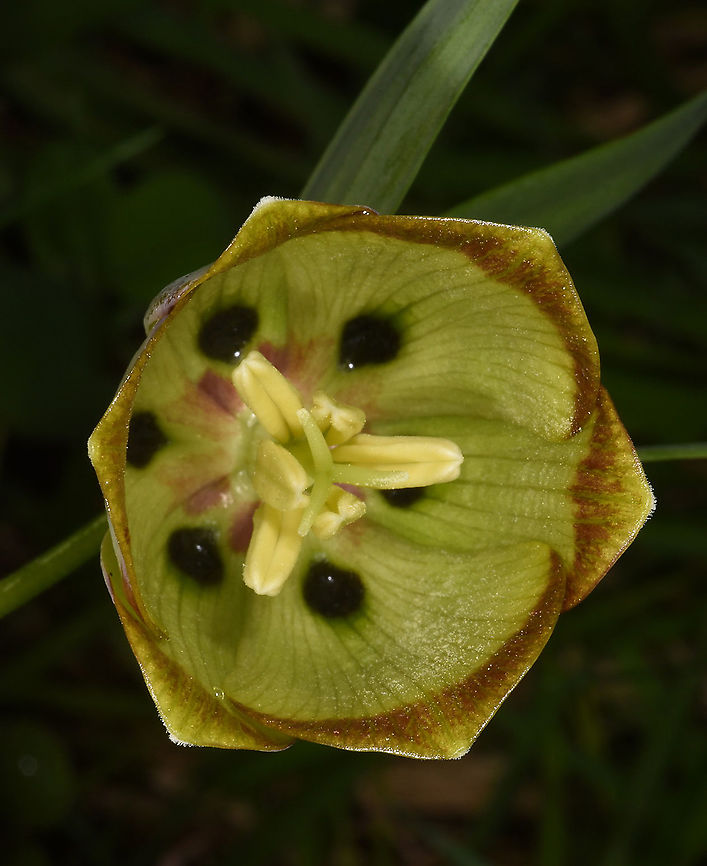 Fritillaria pontica NW Turkey, Lake Abant Black-sea Fritillaria,Fritillaria pontica,Geotagged,Spring,Turkey