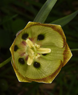 Fritillaria pontica NW Turkey, Lake Abant Black-sea Fritillaria,Fritillaria pontica,Geotagged,Spring,Turkey