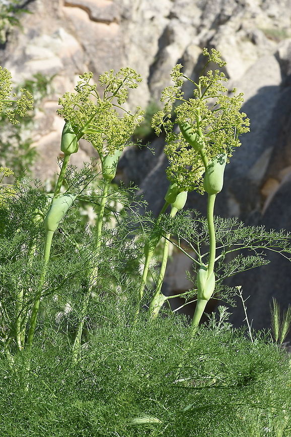Ferula orientalis C Turkey, Cappadocia Ferula orientalis,Geotagged,Spring,Turkey