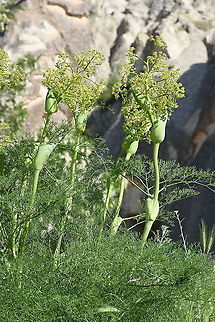 Ferula orientalis C Turkey, Cappadocia Ferula orientalis,Geotagged,Spring,Turkey