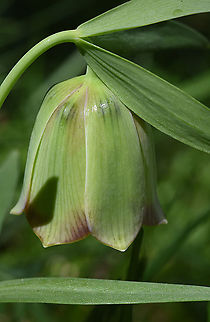 Fritillaria pontica NW Turkey, Lake Abant Black-sea Fritillaria,Fritillaria pontica,Geotagged,Spring,Turkey