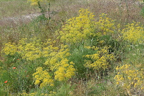 Ferula orientalis C Turkey, Cappadocia Ferula orientalis,Geotagged,Spring,Turkey