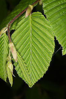 Fagus orientalis NW Turkey, Lake Abant Fagus orientalis,Geotagged,Spring,Turkey