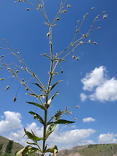 Gypsophila pilosa  Geotagged,Gypsophila pilosa,Spring,Turkey