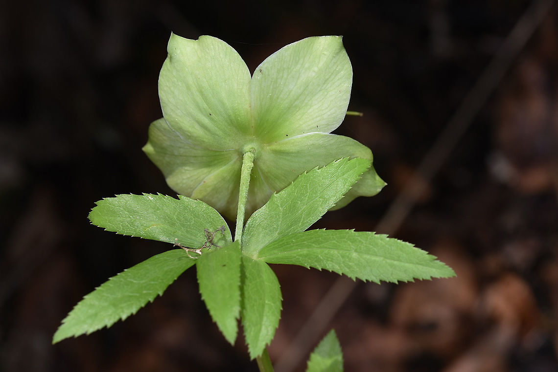 Helleborus orientalis  Geotagged,Green Hellebore,Helleborus orientalis,Spring,Turkey