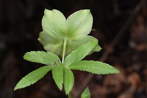 Helleborus orientalis  Geotagged,Green Hellebore,Helleborus orientalis,Spring,Turkey