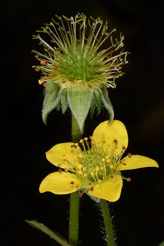 Geum urbanum C Turkey, Cappadocia Geum urbanum,Wood avens
