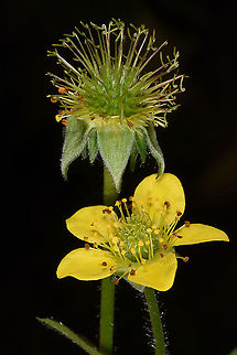 Geum urbanum C Turkey, Cappadocia Geum urbanum,Wood avens