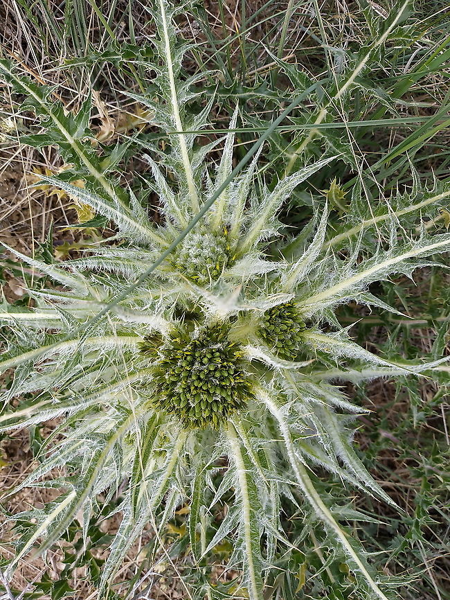 Gundelia anatolica  Geotagged,Gundelia anatolica,Spring,Turkey