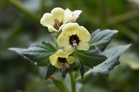 Hyoscyamus albus  Geotagged,Hyoscyamus albus,Spring,Turkey