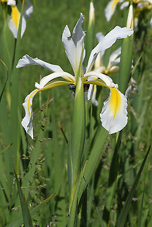 Iris orientalis Turkey, near Hatushash Geotagged,Iris orientalis,Spring,Turkey