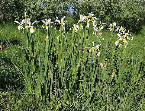 Iris orientalis  Geotagged,Iris orientalis,Spring,Turkey