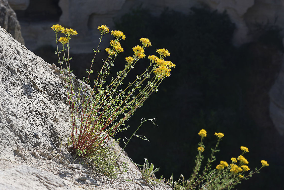 Hypericum scabrum C Turkey, Cappadocia Geotagged,Hypericum scabrum,Spring,Turkey