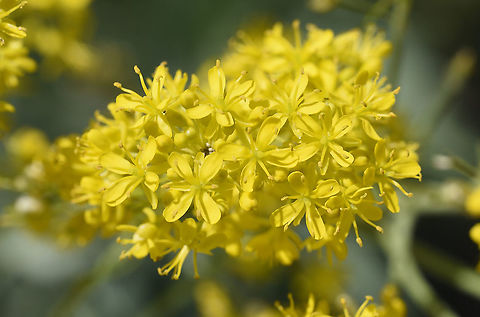 Isatis floribunda C Turkey, Cappadocia Geotagged,Isatis floribunda,Spring,Turkey