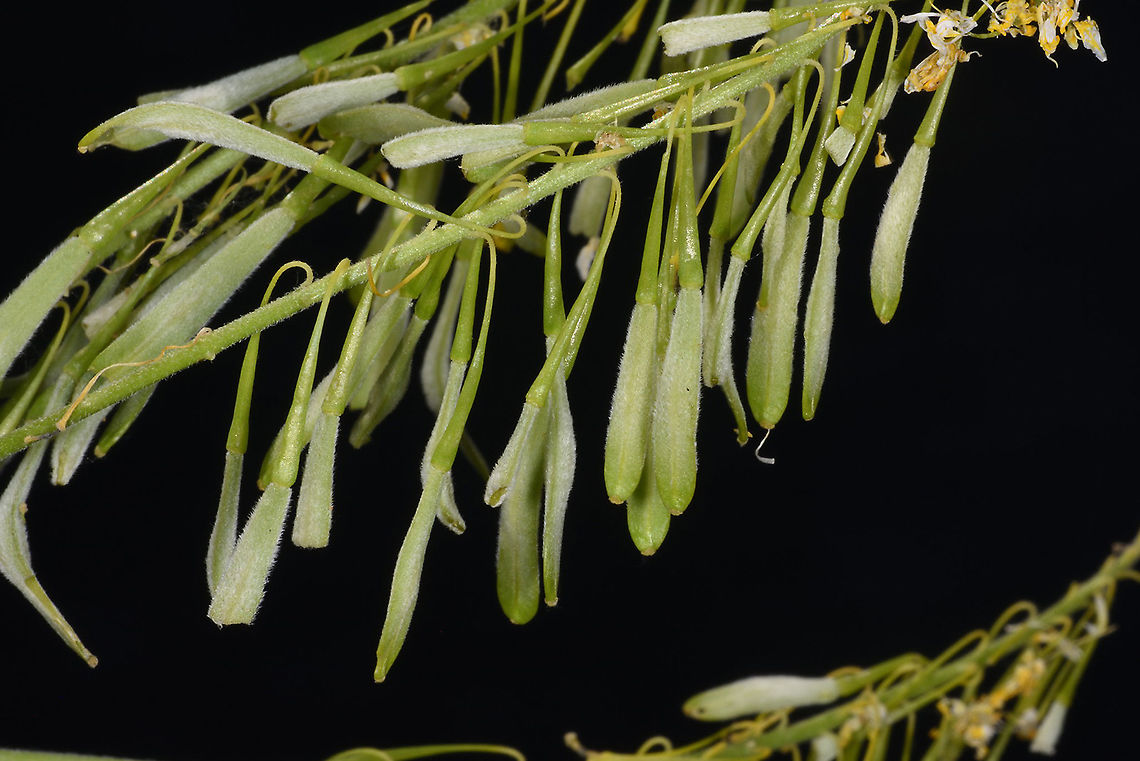 Isatis floribunda C Turkey, Cappadocia Geotagged,Isatis floribunda,Spring,Turkey