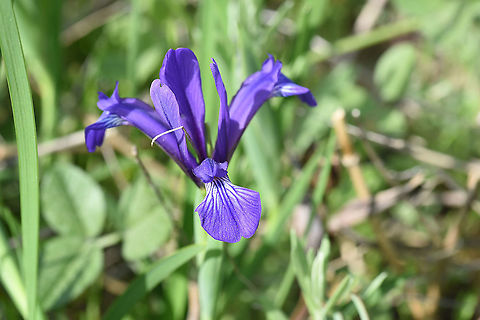 Iris sintenisii  Geotagged,Iris sintenisii,Spring,Turkey