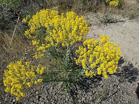 Isatis floribunda  Geotagged,Isatis floribunda,Spring,Turkey