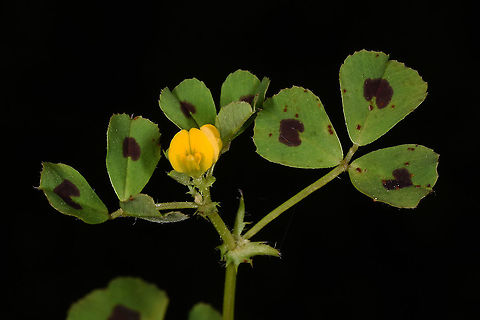 Medicago arabica  Geotagged,Medicago arabica,Spring,Turkey