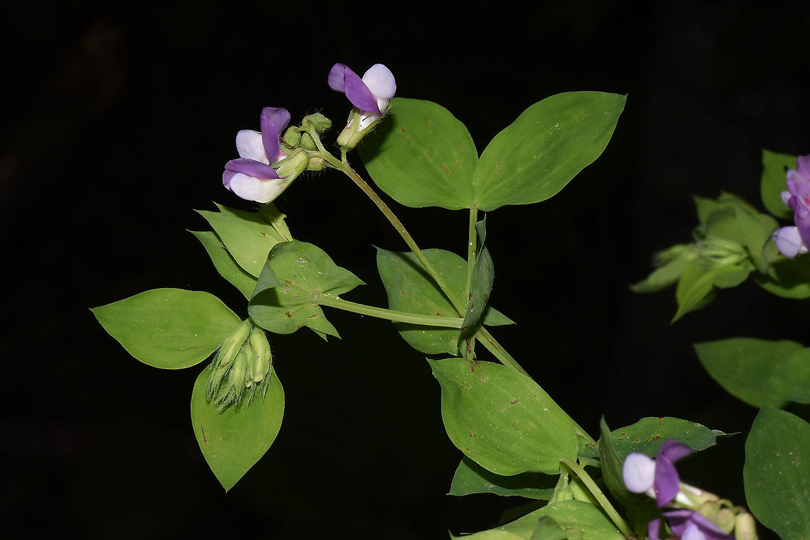 Lathyrus laxiflorus  Geotagged,Lathyrus laxiflorus,Spring,Turkey