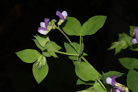 Lathyrus laxiflorus  Geotagged,Lathyrus laxiflorus,Spring,Turkey