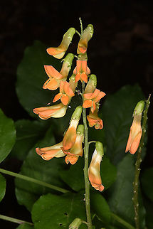Lathyrus aureus NW Turkey, Yedigoller Geotagged,Lathyrus sativus,Spring,Turkey
