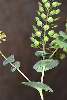 Lepidium perfoliatum Turkey. Cappadocia, Uchisar Geotagged,Lepidium perfoliatum,Spring,Turkey