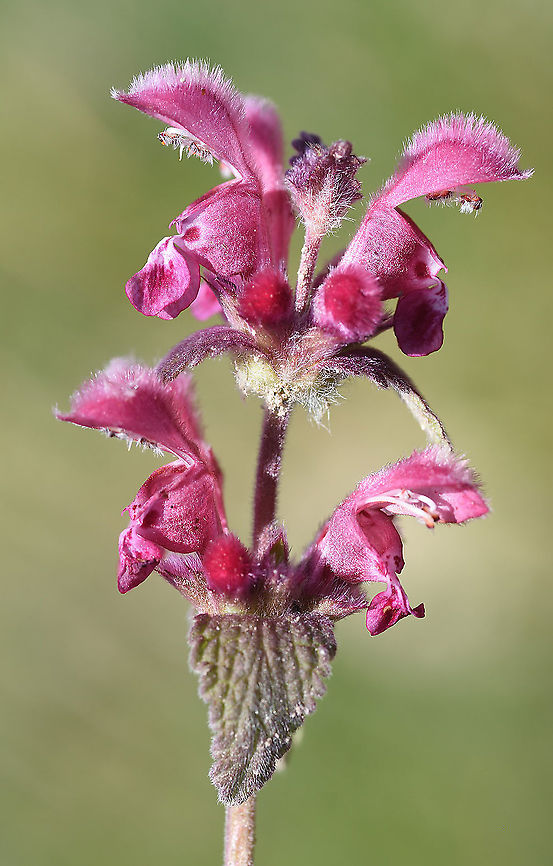 Lamium orientale Turkey, Cappadocia Geotagged,Lamium orientale,Spring,Turkey