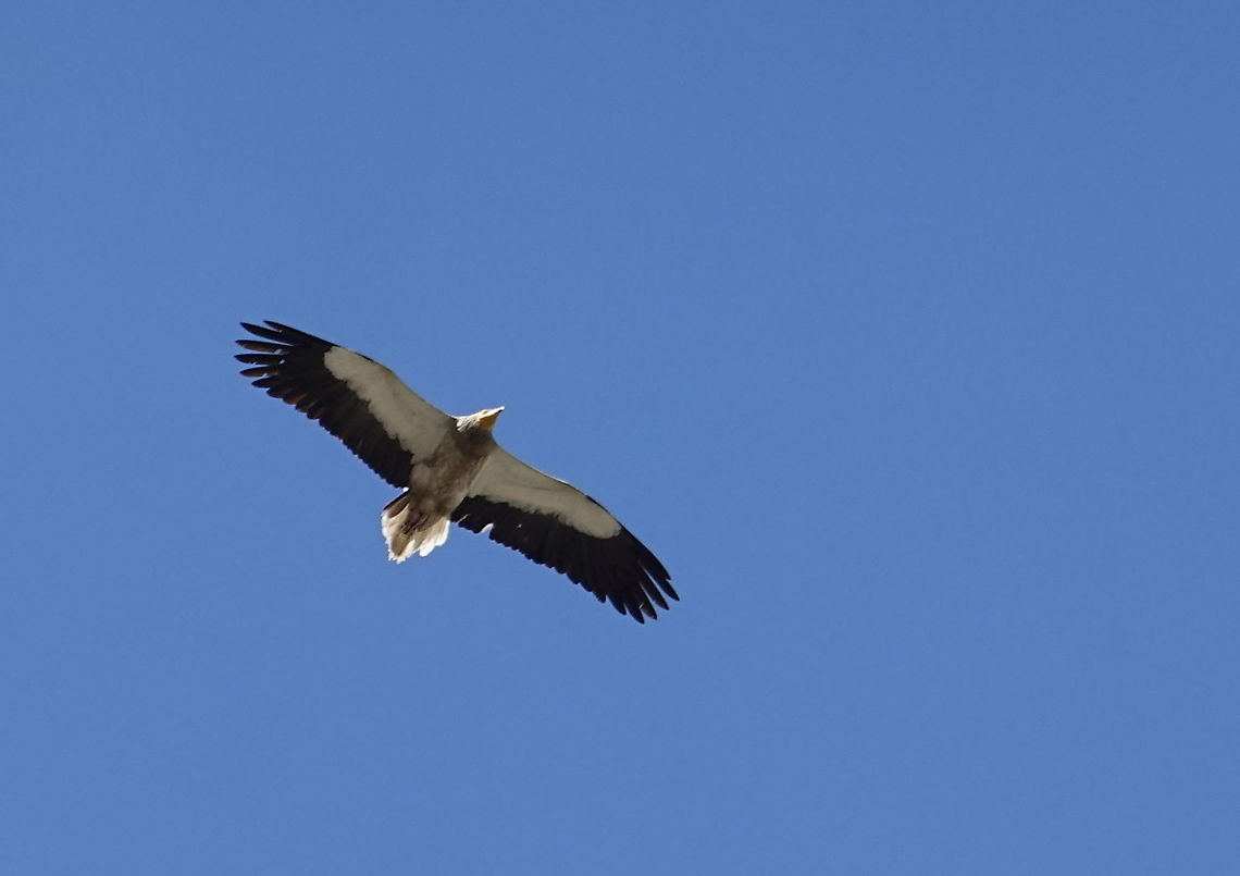 Neophron percnopterus  Egyptian Vulture,Geotagged,Neophron percnopterus,Spring,Turkey