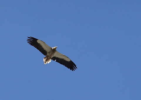 Neophron percnopterus  Egyptian Vulture,Geotagged,Neophron percnopterus,Spring,Turkey