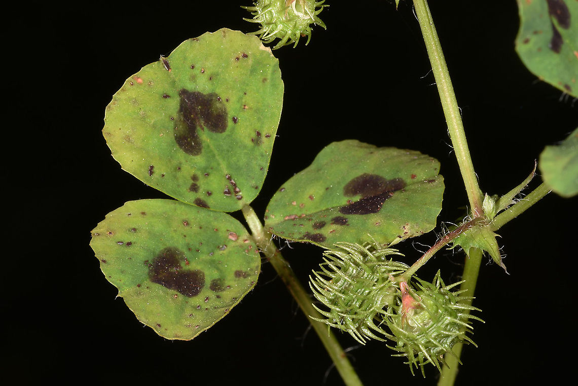 Medicago arabica  Geotagged,Medicago arabica,Spring,Turkey