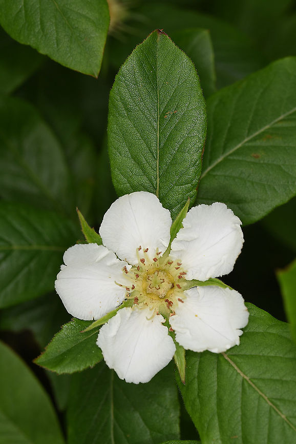 Mespilus germanica  Geotagged,Mespilus germanica,Spring,Turkey