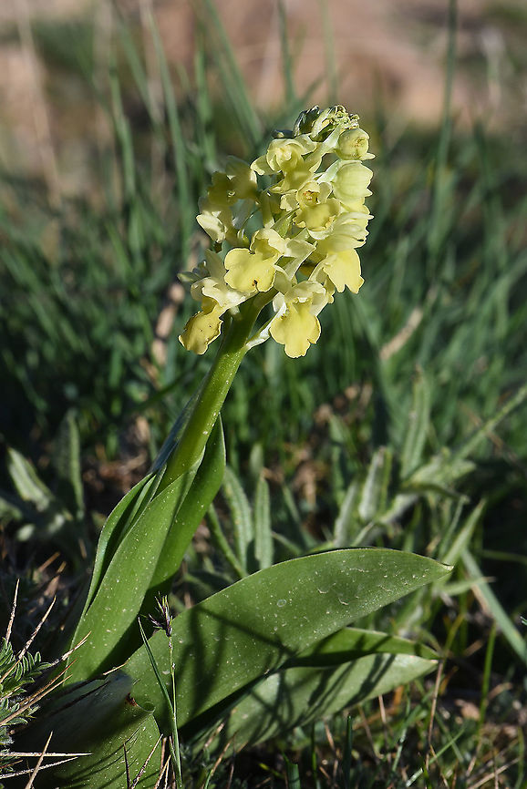 Orchis pallens Turkey, Mt Erciyes, 2500m Geotagged,Orchis pallens,Spring,Turkey