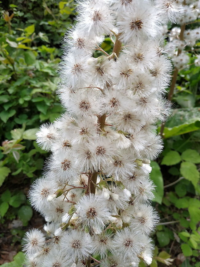 Petasites hybridus  Butterbur,Geotagged,Petasites hybridus,Spring,Turkey