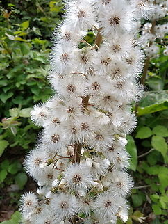 Petasites hybridus  Butterbur,Geotagged,Petasites hybridus,Spring,Turkey