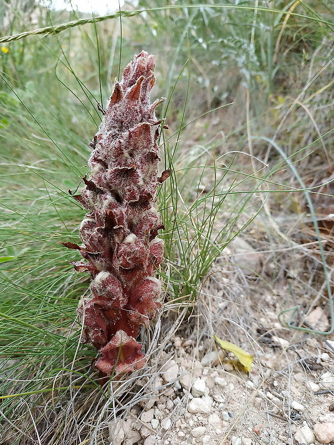 Orobanche anatolica  Geotagged,Orobanche anatolica,Spring,Turkey
