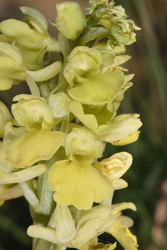 Orchis pallens Turkey, Mt Erciyes, 2500m Geotagged,Orchis pallens,Spring,Turkey
