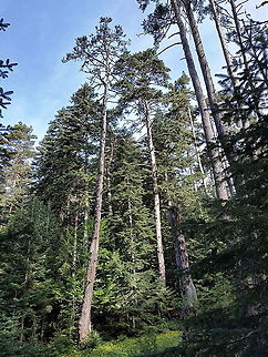 Pinus sylvestris  Geotagged,Pinus sylvestris,Scots Pine,Spring,Turkey