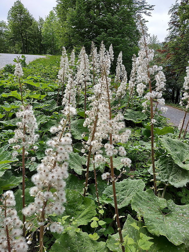 Petasites hybridus  Butterbur,Geotagged,Petasites hybridus,Spring,Turkey