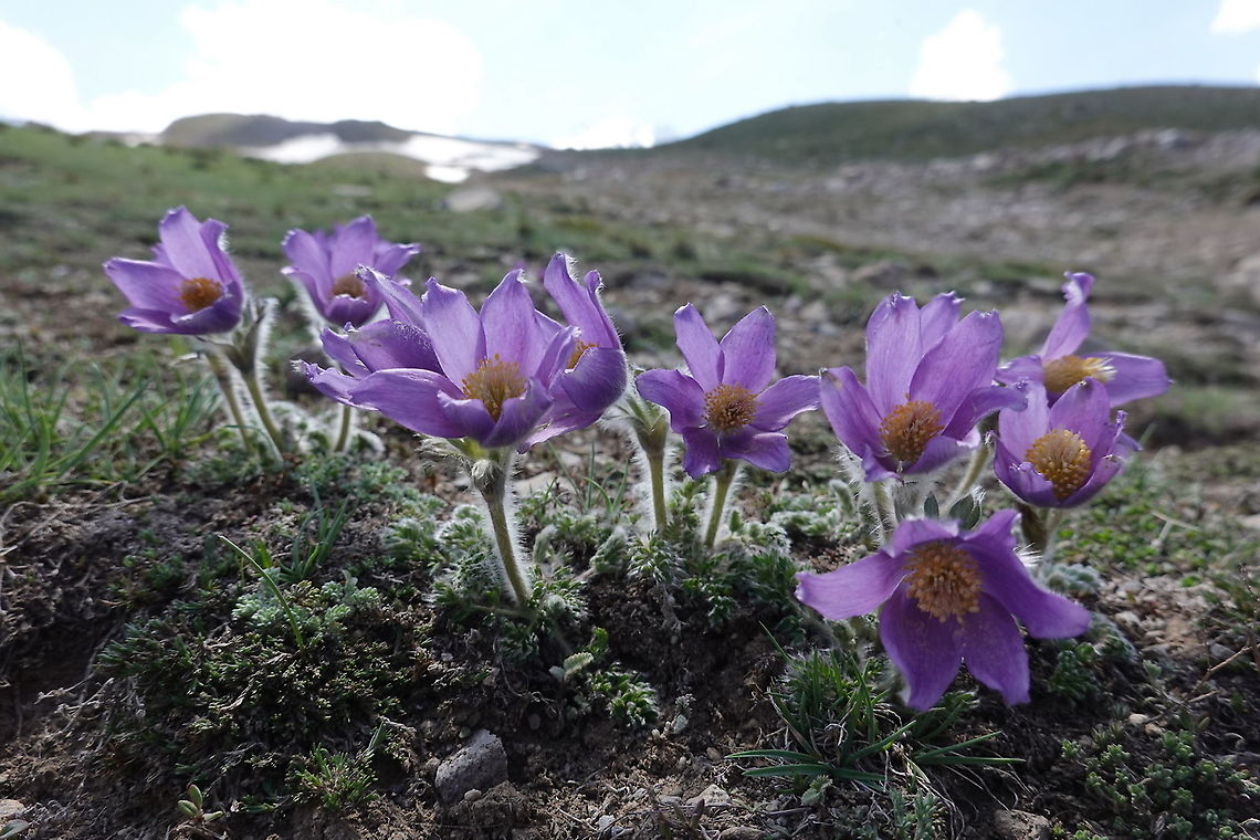Pulsatilla albana Turkey, Mt Erciyes, 2500m Geotagged,Pulsatilla albana,Spring,Turkey