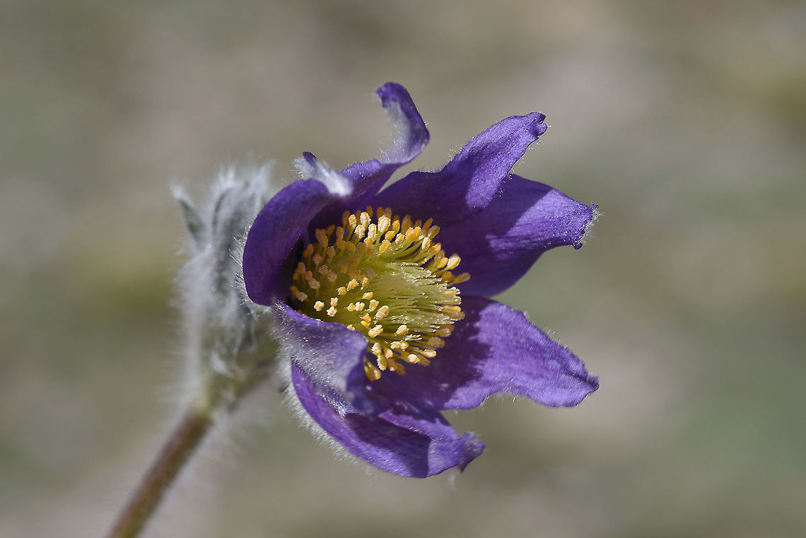 Pulsatilla albana Turkey, Mt Erciyes, 2500m Geotagged,Pulsatilla albana,Spring,Turkey