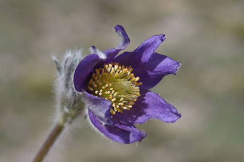 Pulsatilla albana Turkey, Mt Erciyes, 2500m Geotagged,Pulsatilla albana,Spring,Turkey