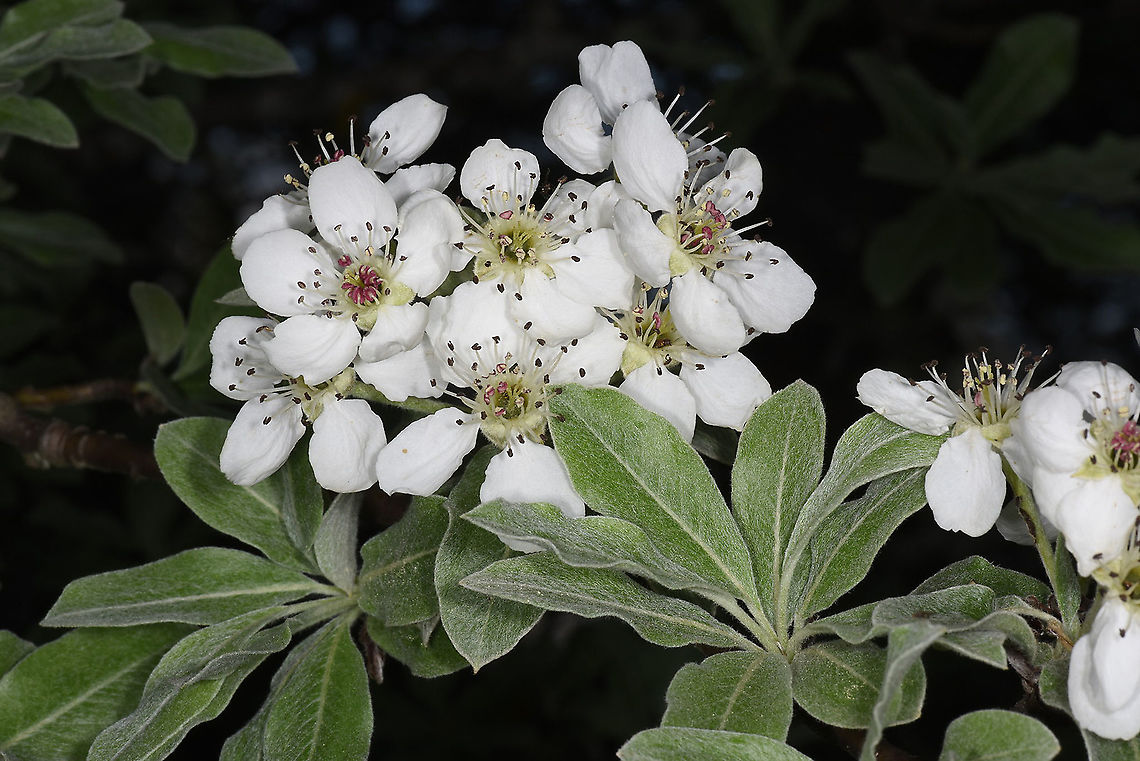 Pyrus elaeagnifolia NW Turkey, Lake Abant Geotagged,Oleaster-leafed pear,Pyrus elaeagrifolia,Spring,Turkey