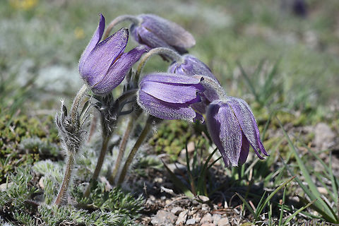 Pulsatilla albana Turkey, Mt Erciyes, 2500m Geotagged,Pulsatilla albana,Spring,Turkey