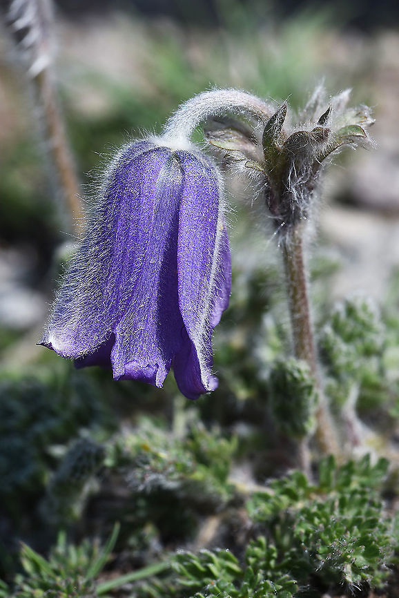 Pulsatilla albana Turkey, Mt Erciyes, 2500m Geotagged,Pulsatilla albana,Spring,Turkey