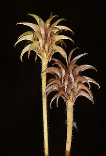 Ranunculus isthmicus Turkey, Cappadocia, Red Canyon Geotagged,Ranunculus isthmicus,Spring,Turkey