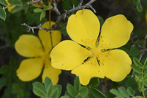 Rosa hemishpaerica Turley, Anatolian steppes near Ankaa Geotagged,Rosa hemishpaerica,Rosa hemisphaerica,Spring,Turkey