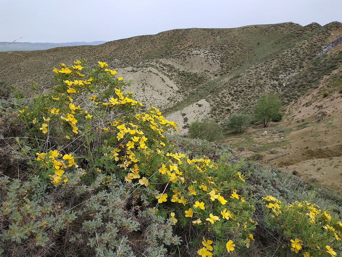 Rosa hemishpaerica Turley, Anatolian steppes near Ankaa Geotagged,Rosa hemishpaerica,Rosa hemisphaerica,Spring,Turkey
